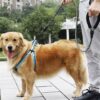 Hundkoppel reflex med hållare för bajspåsar | reflektivt reflexkoppel