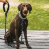 Hundkoppel reflex med hållare för bajspåsar | reflektivt reflexkoppel