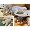 Interaktiv boll för katt & hund – elektrisk led leksak med usb-laddning