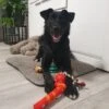Julklappsset för hund 6st hundleksaker