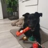 Julklappsset för hund 6st hundleksaker