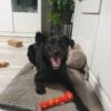 Julklappsset för hund 6st hundleksaker