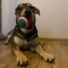 Julklappsset för hund 6st hundleksaker