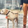 Led lampa för hundhalsband djurhalsband röd