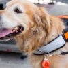 Led lampa för hundhalsband djurhalsband röd