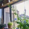 2st justerbara upphängningskrokar för blomkrukor | höj- och sänkbara hängare