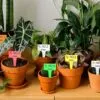 50st växtetiketter | plantskyltar för märkning av växter